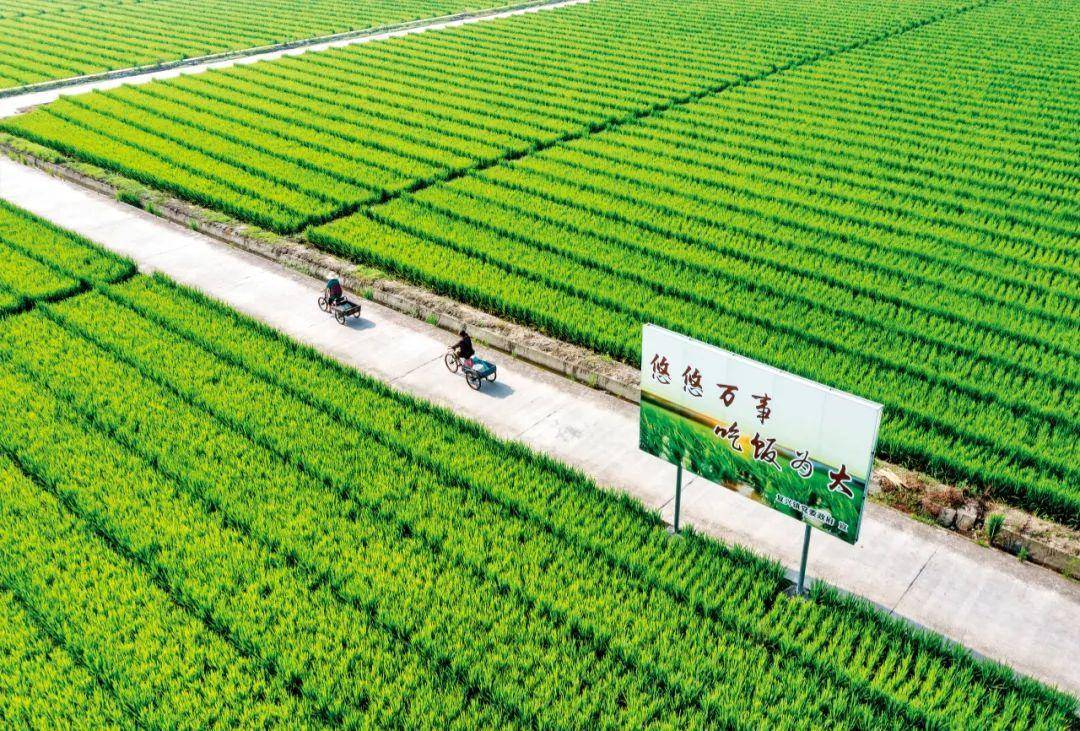 中國種業翻身仗 企業、育種與種子的三重挑戰