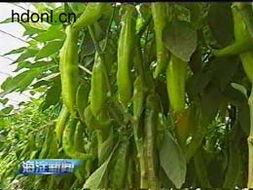 中蔬籽種依靠自主研發打造種業精品 種業